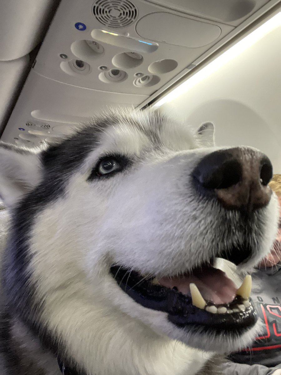 Hey #huskynation I’m flying to Houston tonight!!! Thank you to @uconnhuskies , <a href="/NCAA/">NCAA</a> and <a href="/Delta/">Delta</a> for all your support. Special shout-out to Jennifer &amp; Sarah of Delta Airlines for their kindness  Let’s do this! 
#marchmadness
