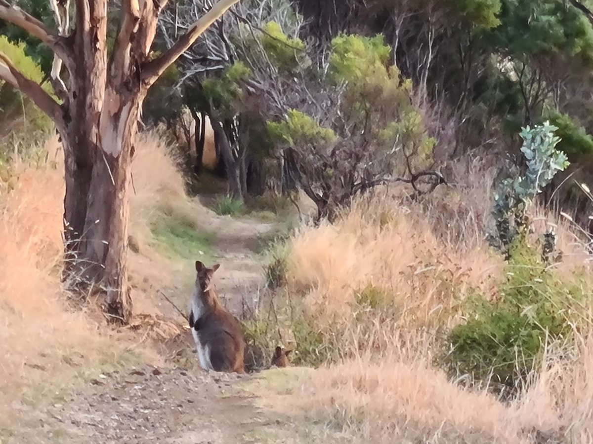 greg_faull's tweet image. Sunrise this morning over Frederick Henry Bay 🌅 Lauderdale to Seven Mile Beach coastal track. 🌊 #Tasmania