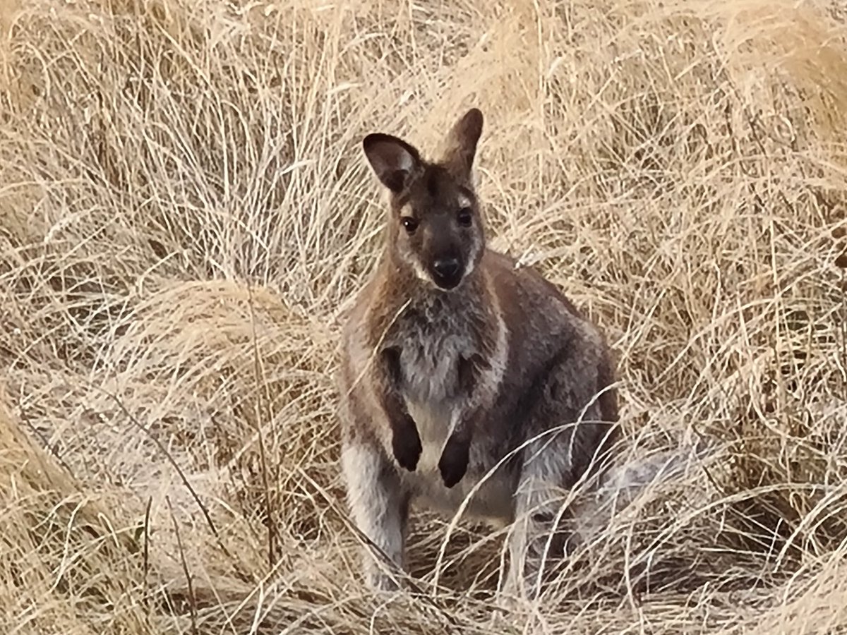 greg_faull's tweet image. Sunrise this morning over Frederick Henry Bay 🌅 Lauderdale to Seven Mile Beach coastal track. 🌊 #Tasmania