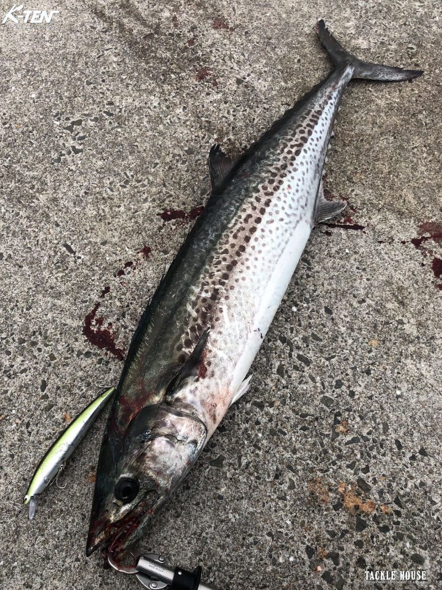 tacklehouse's tweet photo. 【Field report】大阪湾南部 カタボシイワシパターンのシーバス、青物ゲーム。2023/3
パターンを把握してビッグミノーを投げている人が好釣果継続中!?
https://t.co/jDHtT3eX6O
#タックルハウス #tacklehouse #K2F162 #BKF175R2 #シーバス #ブリ #サワラ #カタボシイワシパターン https://t.co/9q4pai0IaK