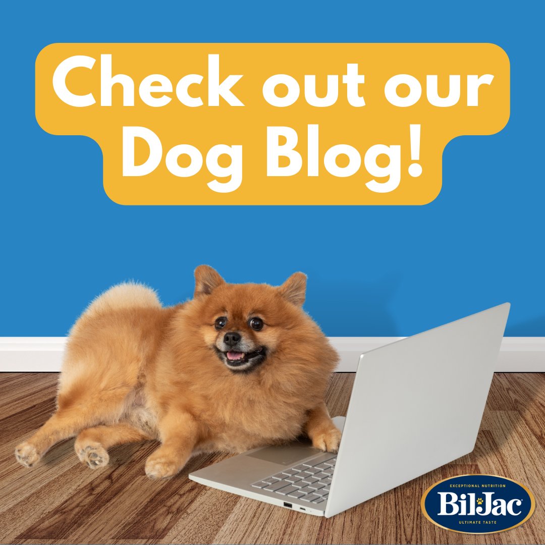 Expert advice on training, feeding, and loving your dog from your friends at Bil-Jac: bit.ly/3qiucHX