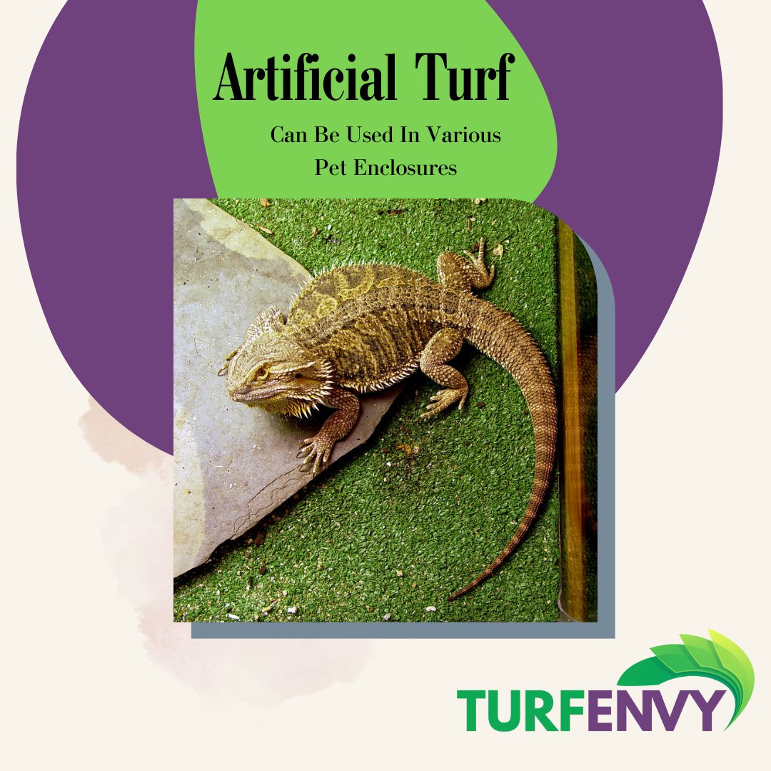 TurfEnvyUSA's tweet photo. Artificial turf makes an excellent inlay for your pet's enclosure! It is soft and makes cleanup super simple!  
(833)TURF-ENV [887-3368]
7220 Dean Martin Dr #600, Las Vegas, NV 89118
https://t.co/zQlVb1bWd3
#TurfEnvyUSA #KickingGrass #Pets #Enclosures #SyntheticGrass https://t.co/TnvNWvUIGq