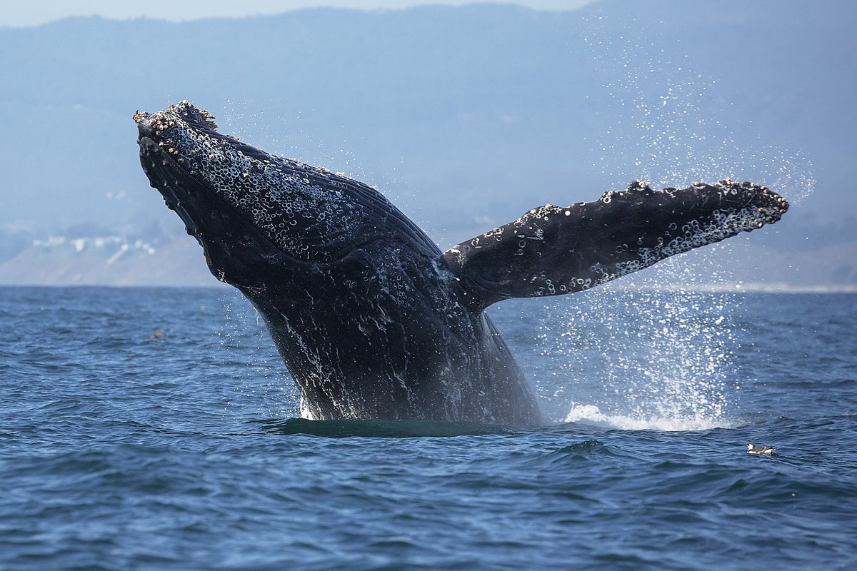 “When whales arrive off California in large numbers it’s heartening to know they will hopefully be able to find the food they need without the risk of becoming entangled in a fishing line,” says @Oceana's <a href="/GeoffShester/">Geoff Shester</a> Thank you <a href="/CaliforniaDFW/">California Department of Fish and Wildlife</a> bit.ly/40MNBSL
