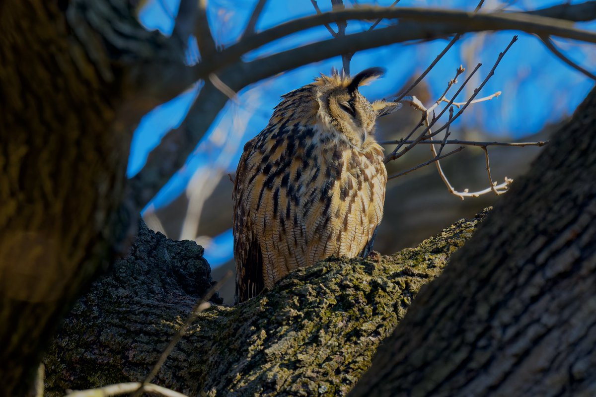 Flaco looking absolutely radiant in the morning sunlight! There was a Red-tailed Hawk watching him from a nearby tree but Flaco seemed unfazed. #birdcpp #centralpark #FlacotheOwl #eurasianeagleowl #owls #raptors