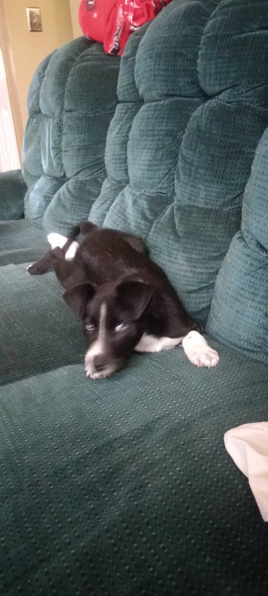 Fido Finder on Twitter "Found dog in Macon, GA (31211) founddog http