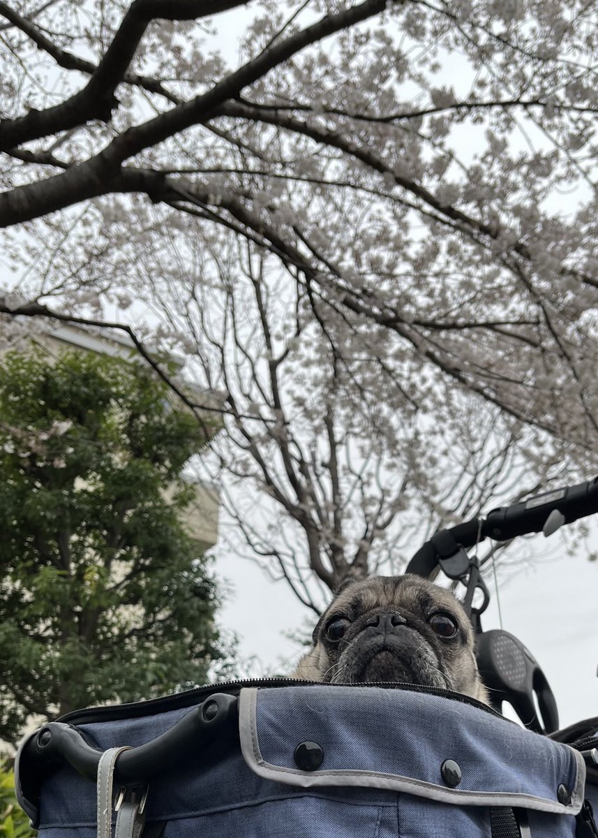 pag39's tweet photo. パグのミックは、花より団子🍡丸い・・・　13歳だから、お花見は飽きたかなぁ🌸 https://t.co/I4rwN3ppgo