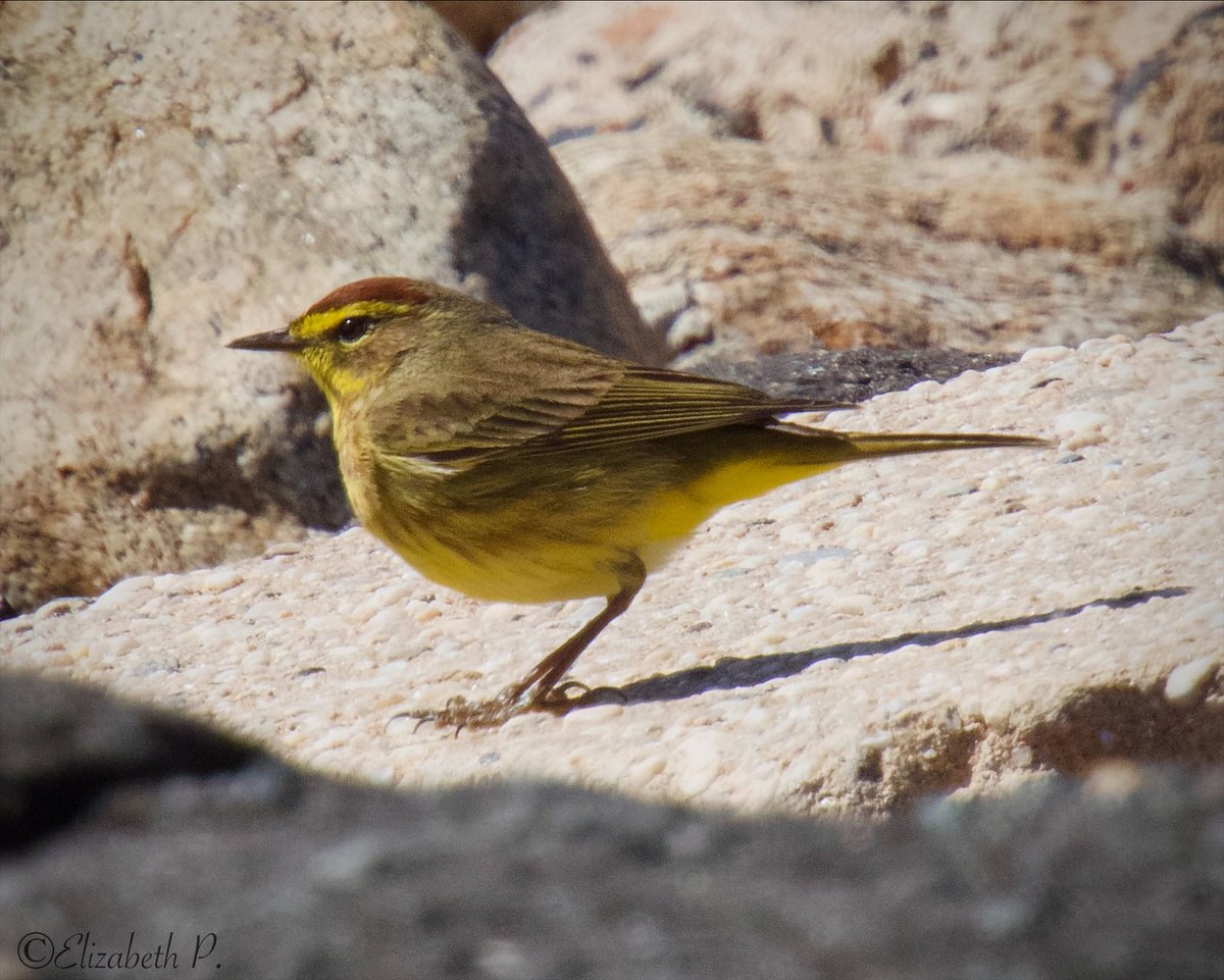 My First Of Season #PalmWarbler was seen today in Staten Island,NY.