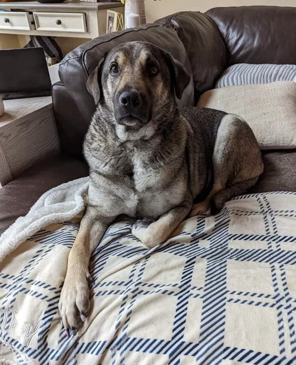 Handsome Marvin of Turkey has been living his best life since his 2018 rescue. We love getting pupdates! Thrilled to see you doing so well, sweet boy!!
#soldierssavingpuppies        #puppiessavingsoldiers