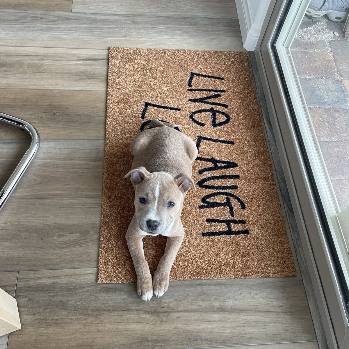 ryabary's tweet photo. @paocarisweat It’s pet friendly https://t.co/cDU4o6Bvzz