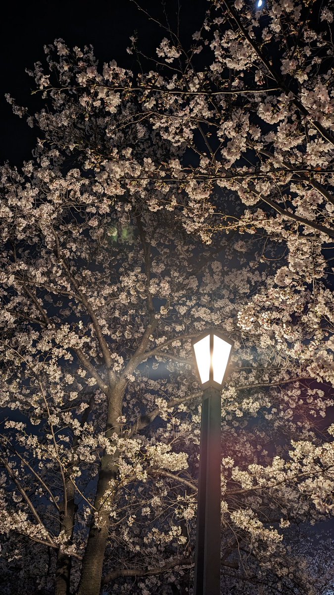 sh1tJulio's tweet photo. 夜桜きれいやったで https://t.co/741qZ3PjUS