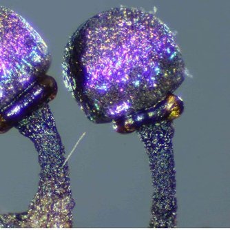 The Amethyst Mushroom