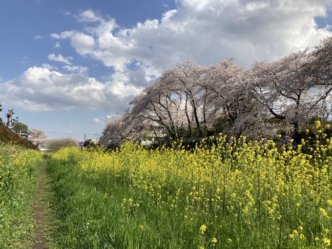 鬼太郎茶屋から少し歩けば野川がありそこの桜や菜の花もとっても綺麗～🌸✨まだまだ見頃です...❣お時間ある際はぜひ👻♪ 