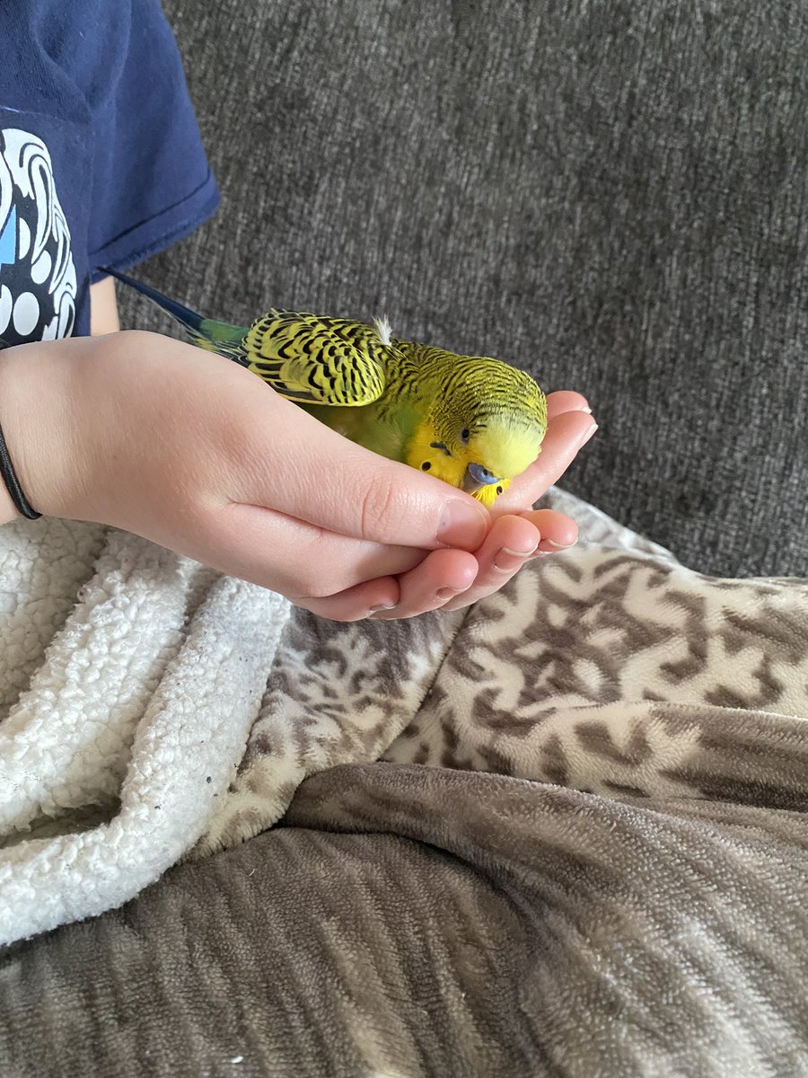 Rest in peace Kiwi Steve, you were my little car and camping buddy, the bossiest, cutest baby chicken (his words) who talked about being a doctor, and liking cheeseburgers, also great impressions of iPhones Siri, addict of millet and broccoli…you’ll be missed, fly high birdie💗