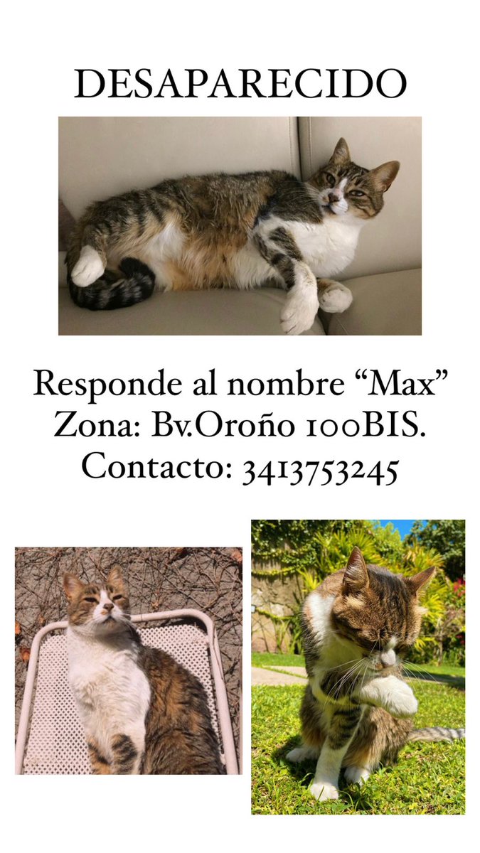 agus_sergi's tweet photo. Buscamos a Max 😸❤️
#rosario #pichincha https://t.co/NTDRmHthCV
