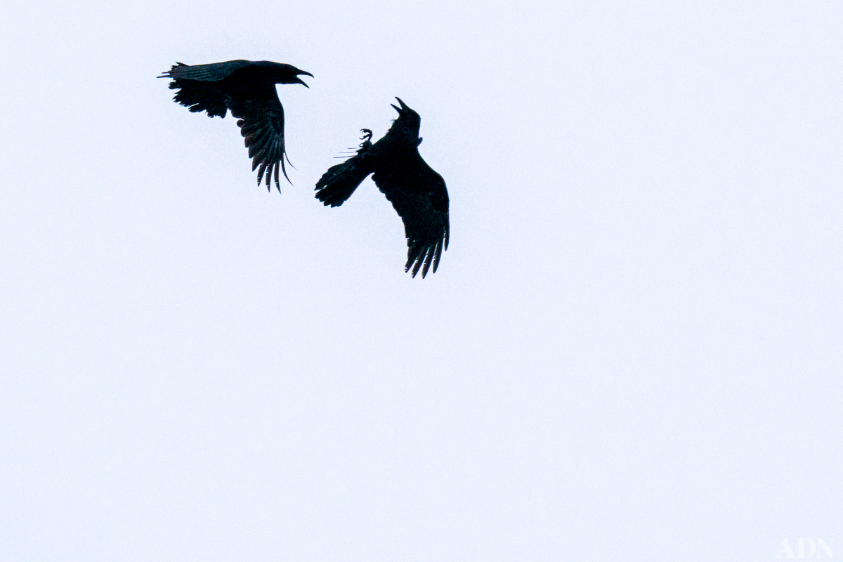 Ravens are really fun to watch. They're also really smart birds - they construct and use tools, barter, play, and are as good as small children when planning for future events. onlinelibrary.wiley.com/doi/10.1111/et…