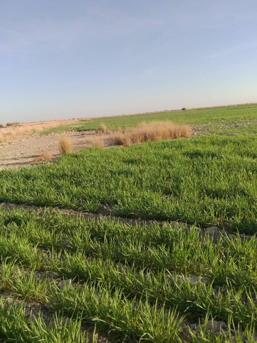 tahirsanjrani's tweet photo. #IRP supported farmers of Balochistan Washuk & Kharan to rehabilitate indigenous Bandats in 2022. They stored rain water and used for agriculture purpose, long & green wheat crops as a result of rain harvesting. Thanks to #IRUK & #IRW for support. #ClimateAction #Rainharvesting https://t.co/kgMl5eCrwe