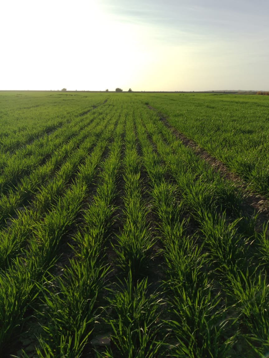 tahirsanjrani's tweet photo. #IRP supported farmers of Balochistan Washuk & Kharan to rehabilitate indigenous Bandats in 2022. They stored rain water and used for agriculture purpose, long & green wheat crops as a result of rain harvesting. Thanks to #IRUK & #IRW for support. #ClimateAction #Rainharvesting https://t.co/kgMl5eCrwe