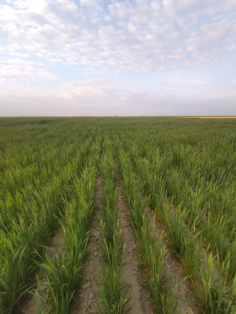 tahirsanjrani's tweet photo. #IRP supported farmers of Balochistan Washuk & Kharan to rehabilitate indigenous Bandats in 2022. They stored rain water and used for agriculture purpose, long & green wheat crops as a result of rain harvesting. Thanks to #IRUK & #IRW for support. #ClimateAction #Rainharvesting https://t.co/kgMl5eCrwe
