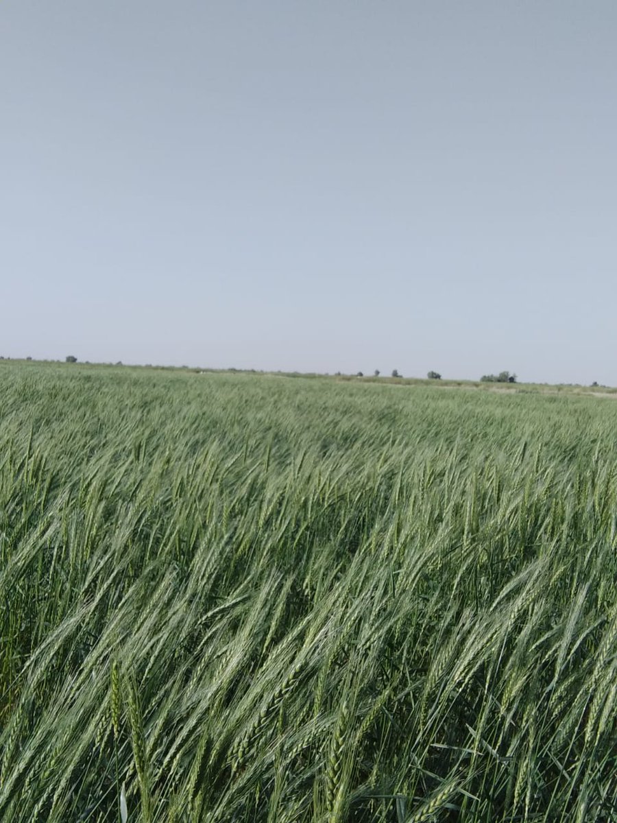 tahirsanjrani's tweet photo. #IRP supported farmers of Balochistan Washuk & Kharan to rehabilitate indigenous Bandats in 2022. They stored rain water and used for agriculture purpose, long & green wheat crops as a result of rain harvesting. Thanks to #IRUK & #IRW for support. #ClimateAction #Rainharvesting https://t.co/kgMl5eCrwe