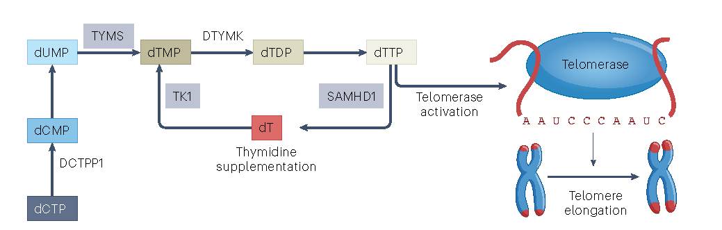 Dr Tracy Bryan (@bryan_lab_cmri) on Twitter photo Happy to have been asked to comment on a really interesting finding by <a href="/Agarwal_Lab/">Suneet Agarwal Lab</a> and <a href="/wmannherz/">Will Mannherz</a>. Telomere length control by thymidine - likely to have far-reaching implications. rdcu.be/c8Mqx Happy to have been asked to comment on a really interesting finding by <a href="/Agarwal_Lab/">Suneet Agarwal Lab</a> and <a href="/wmannherz/">Will Mannherz</a>. Telomere length control by thymidine - likely to have far-reaching implications. rdcu.be/c8Mqx