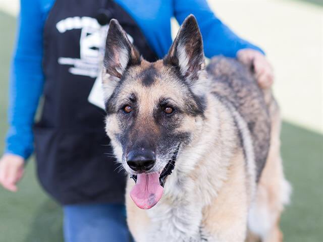 🆘Euthanasia🆘 will be on euthlist the day of my birthday April 7th💔

Friendly Addie is a 12 yo #GermanShepherd sweet chill with severe arthritis. She needs a #rescue to help with her medical needs🥺

📌Notes from shelter: 
Barely able to stand up. Walked petharbor.com/pet.asp?uaid=C…