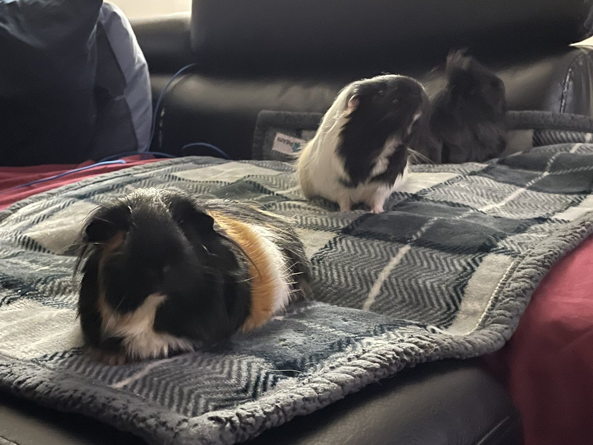 CentralPig's tweet photo. The girls for cage cleaning. 
Pandora cappuccino and shadow https://t.co/XoYVOaztZy