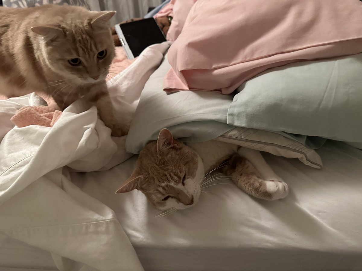 Dad, can I smack my brother while he naps under mums pillows? Please please please can I do it? #CatsOfTwitter