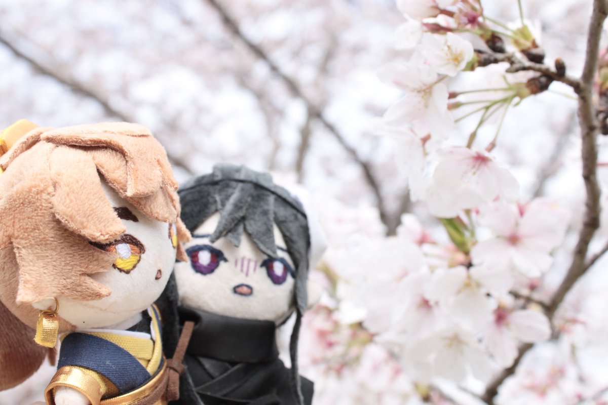 「「師兄!桜です!桜!満開ですね!」「お、おい…触ったり枝折ったりしちゃ駄目だから」|わかばwakabaのイラスト