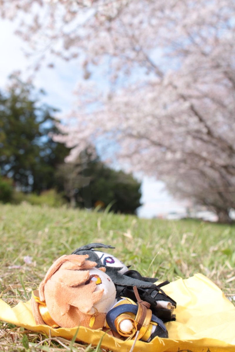 outdoors 1girl solo cherry blossoms tree photo background grass  illustration images