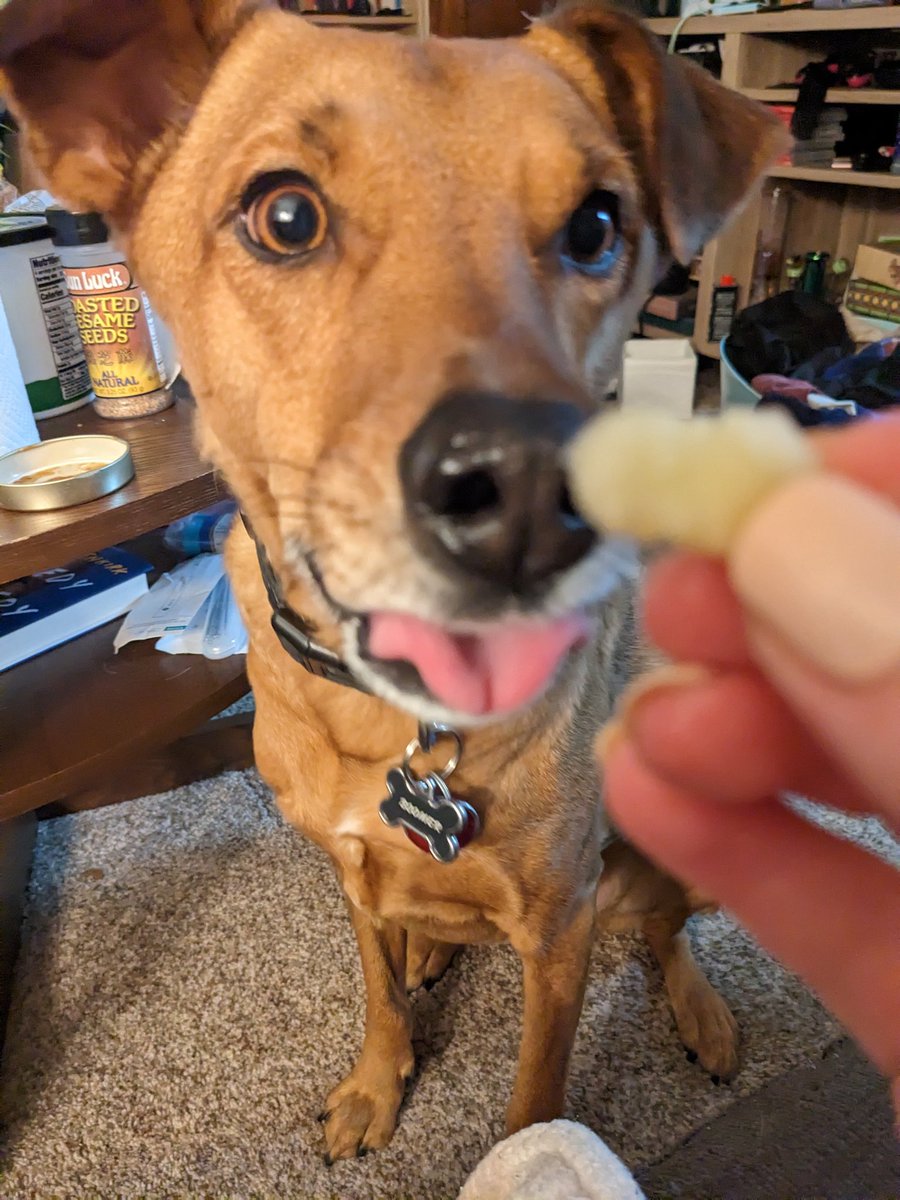 beccabrizzi's tweet photo. We have discovered that boomer LOVES red delicious apples and I'm losing my mind https://t.co/TIZ16EmbVr