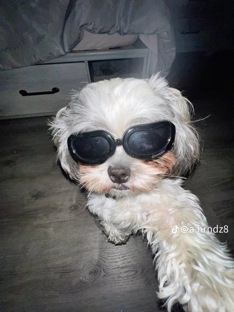 mariafer1400's tweet photo. Soy el perro https://t.co/lrJUY97wzZ