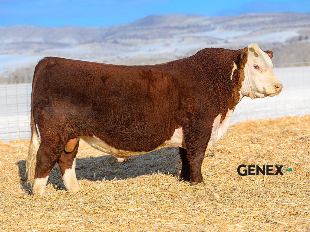 Genex Canada Beef tweet media