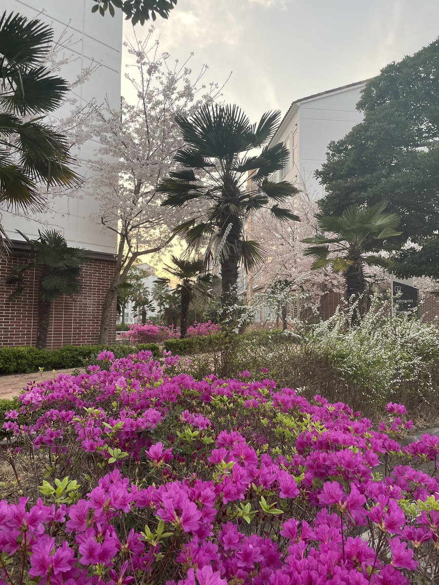 davidmrive's tweet image. The best time of year here in beautiful Jeju! 🌸🌸🌸