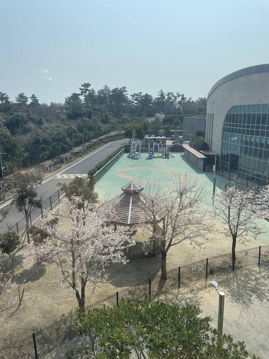 davidmrive's tweet image. The best time of year here in beautiful Jeju! 🌸🌸🌸