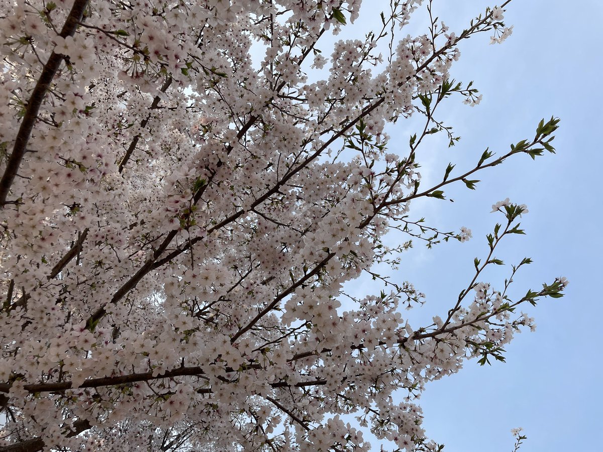 davidmrive's tweet image. The best time of year here in beautiful Jeju! 🌸🌸🌸