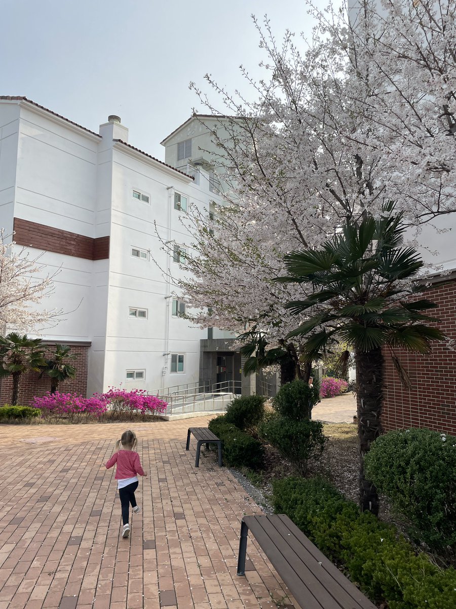 davidmrive's tweet image. The best time of year here in beautiful Jeju! 🌸🌸🌸