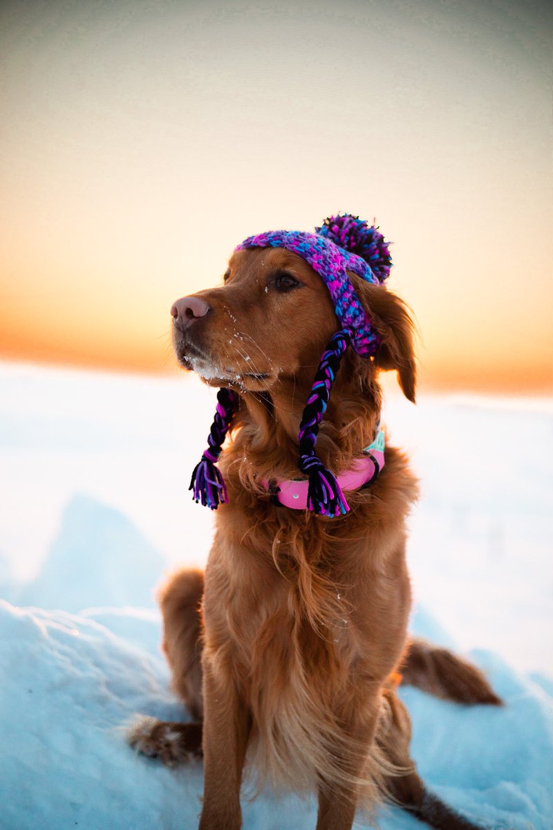 Winter is still here. Welcome to Canada. #kipandkaan #dogs #goldenretriever
