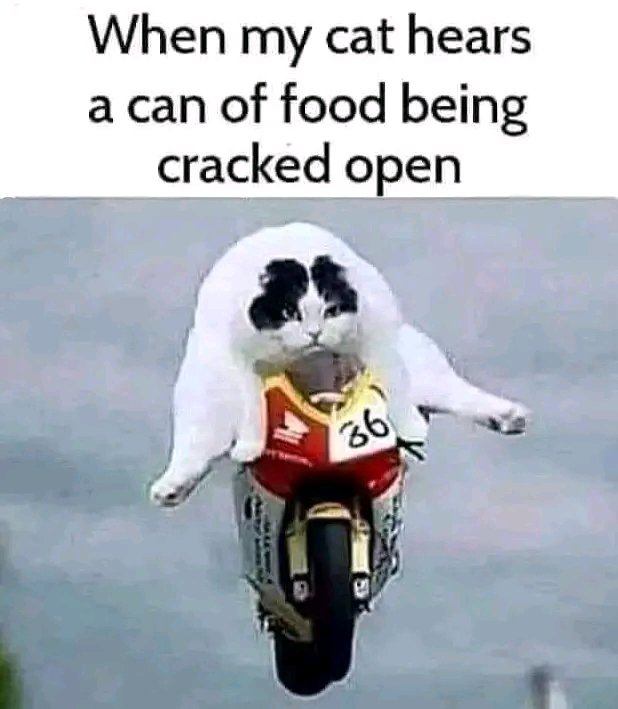 #TheGPSTookMeTo
A fresh can of cat food. 😸