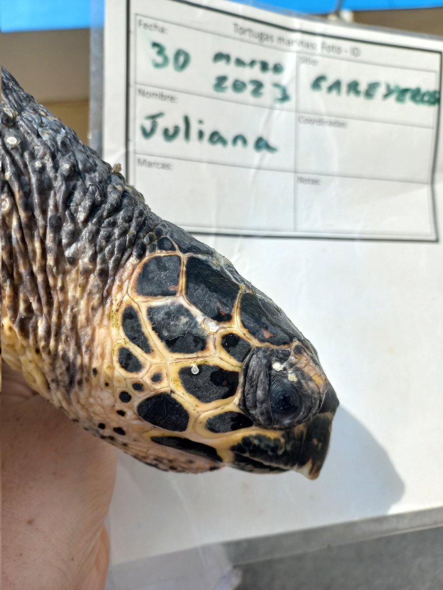 Juliana #hawksbill handed in by a  fisherman who thought he ay have hit her with his boat. After a quick check and tagging I drove her back to her home in #PuntaMita 💙