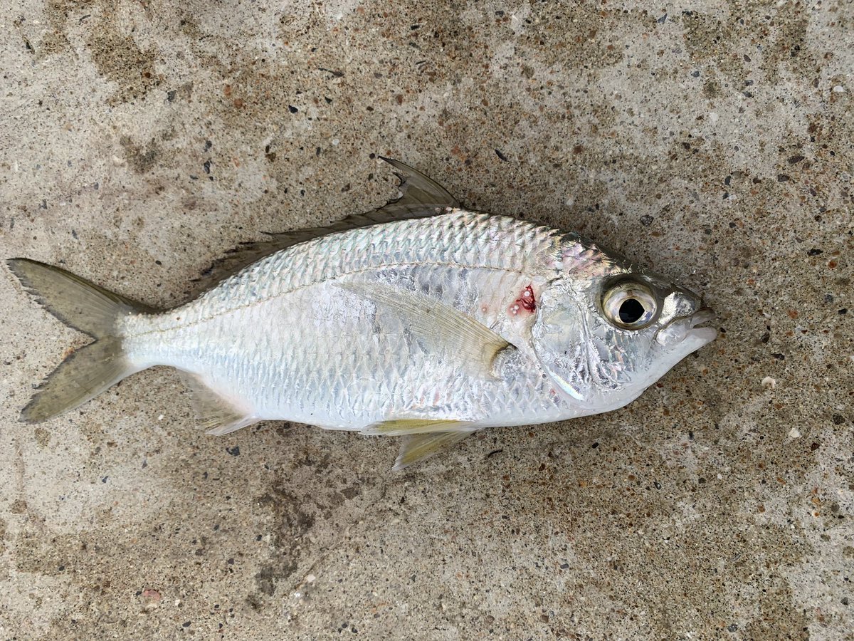 goro99camp's tweet photo. これなんて魚ですか？？🤔 https://t.co/QAnjSJ8Rfc