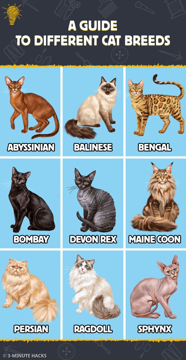 A cool guide to cat breeds : r/coolguides