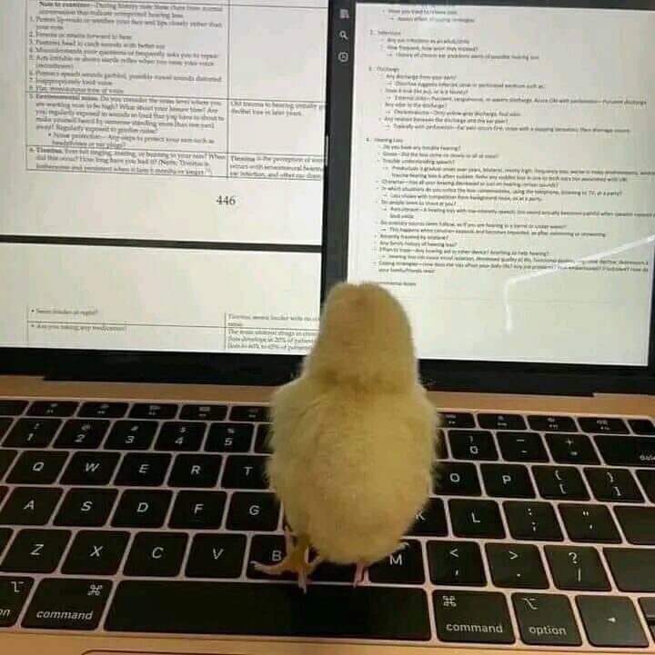 egymeme11's tweet photo. كتكوت ضعيف الجناح والمنهج متراكم عليه https://t.co/S8Ar1iEdkw