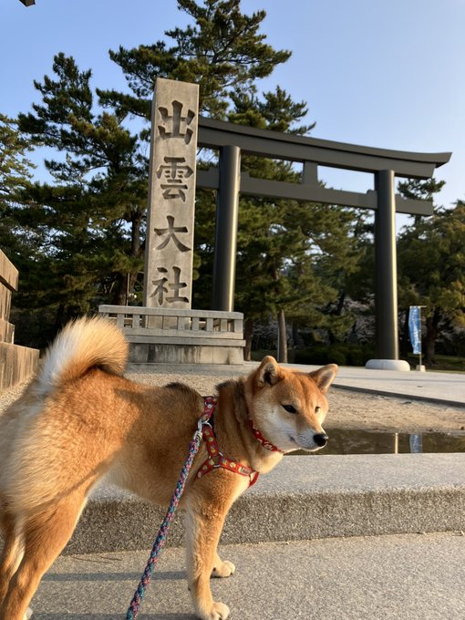 くぬぎの春休み旅🐕　4日目夜に尾道〜松江の瀬戸内海→日本海へ大移動🚙(尾道松江線は全長137kmの高速道路なのに無料✨！