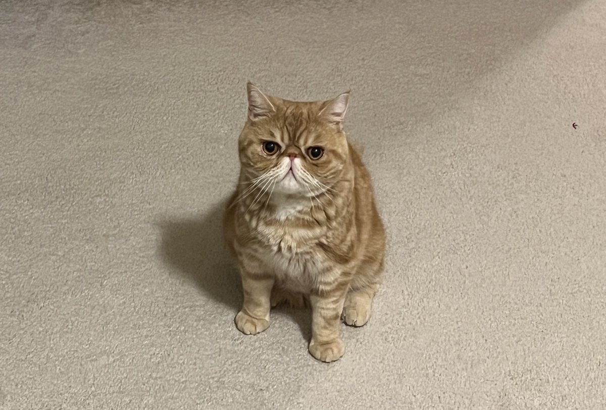 EricLondon's tweet photo. Biscuits. https://t.co/WCNDZXYKlR