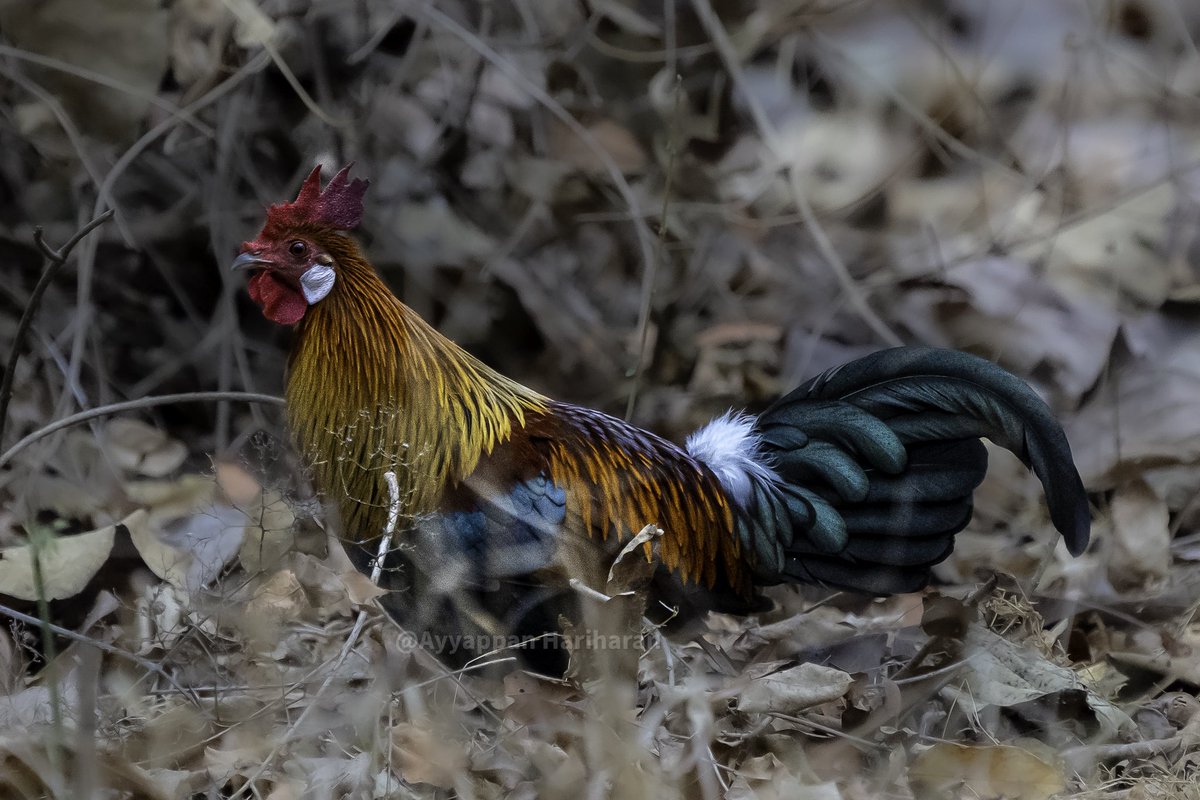 Red Junglefowl.
Pic taken at Pench. 
#IndiAves #BBCWildlifePOTD #NatgeoIndia #ThePhotoHour #SonyAlpha @MPTourism