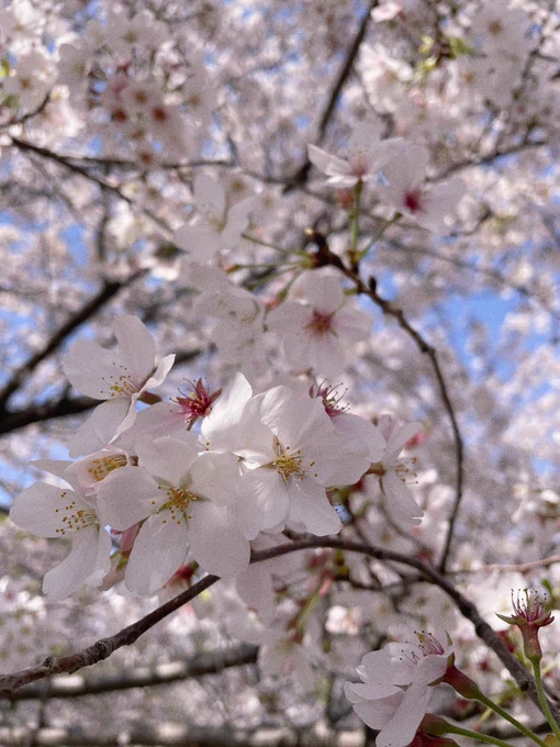 昨日は魔王仲間とお花見お散歩をしてとても有意義な日を過ごしたのであった… 