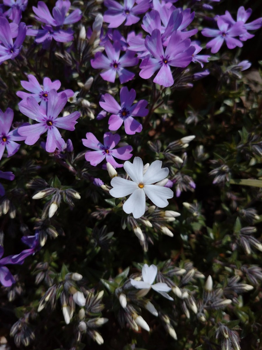 Lot415's tweet image. 芝桜が咲いています。白が一輪。#芝桜 #花