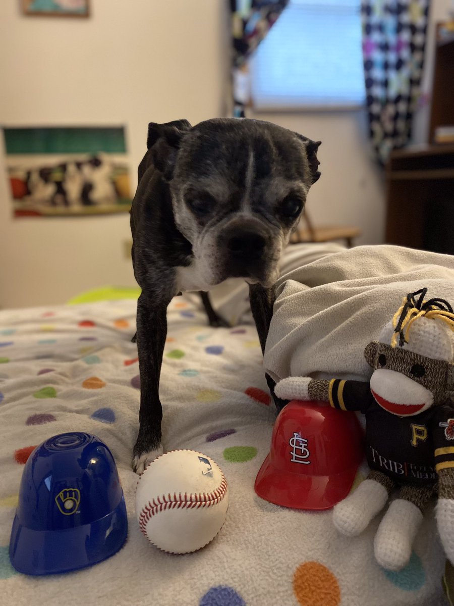 Pawesome_BTBros's tweet photo. Wees bees a bit late to da pawty, but Happy #OpeningDayMLB! Our house bees divided for da #Brewers and #Cardinals, but wees no care; wees jus wanna fetch da ball dey keeps hitting! #DogsofTwittter #whenisitmyturnfortheball #dogsofbaseball https://t.co/tR5k1lnwpU
