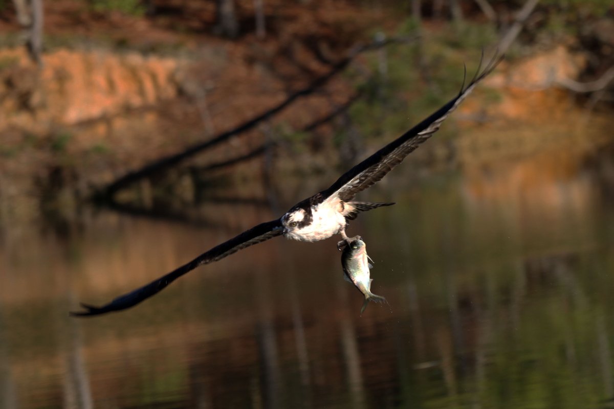 Osprey with fish at Timberneck Creek. <a href="/GloMtwsGJ/">Gazette-Journal</a> <a href="/gloquips/">GLOQuips Newsmagazine</a> <a href="/BirdWatchDaily/">BirdWatchingMagazine</a> <a href="/VLMuseum/">Virginia Living Museum</a> <a href="/13NewsNow/">13News Now</a>