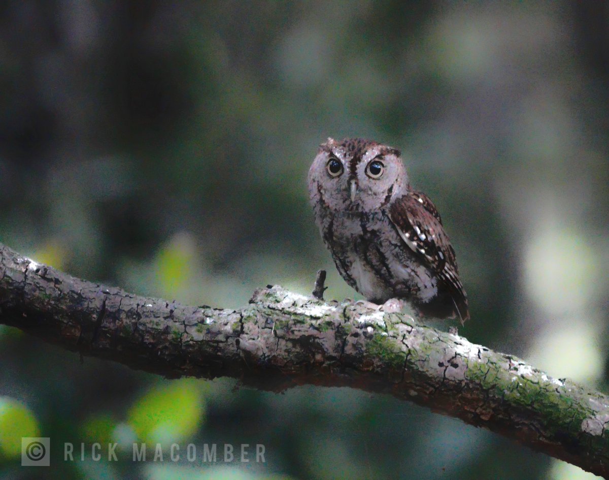 As darkness approaches, this stealth little killer comes out to play. The Eastern Screech Owl quietly waits in the dim light for its prey. #FloridaUSA #birdphotography #wildlifephotography #owl